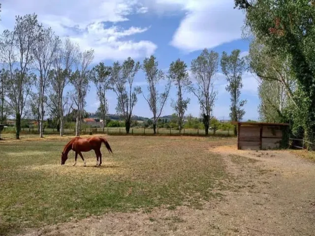 AL VIA NEL FERMANO UN PROGETTO PER LA SALUTE MENTALE DEI GIOVANI: “SENZA REDINI: LIBERARSI DELL’ANSIA GRAZIE AL RAPPORTO CON IL CAVALLO”